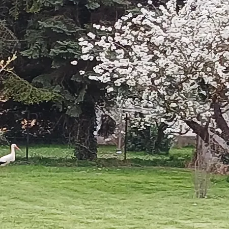 Hidlab Mobil * Kimle