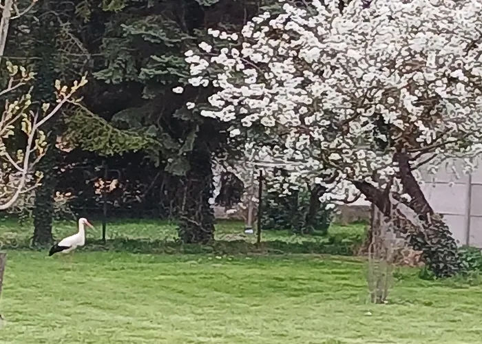 Hidlab Mobil * Kimle